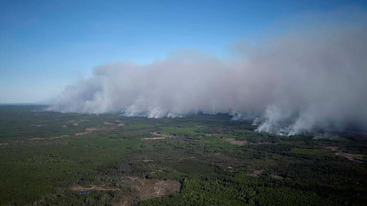 Smoke rising from a forest